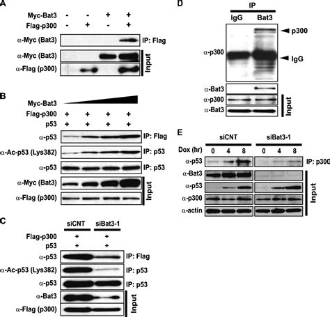 HLA B Associated Transcript 3 Bat3 Scythe Is Essential For P300