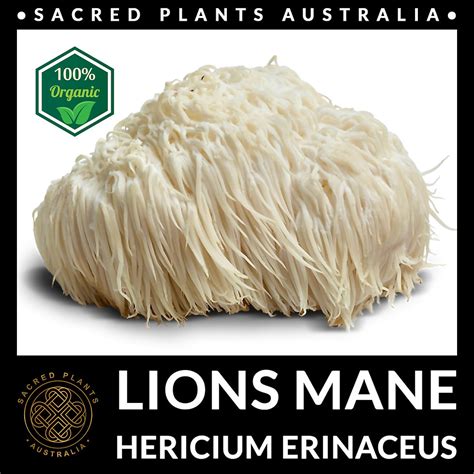 lions mane mushroom powder hericium erinaceus sacred plants australia