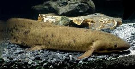 The Queensland Lungfish Home