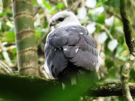 Foto Gavi O Pombo Pequeno Amadonastur Lacernulatus Por Miguel Serr O