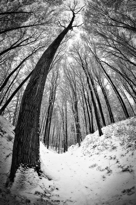 Snowy Forest Snowy Forest Photography Black And White Photography