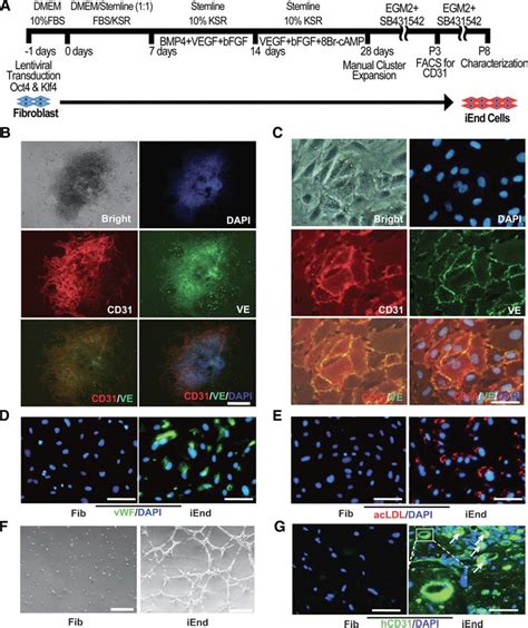 Conversion Of Human Fibroblasts To Functional Endothelial Cells By