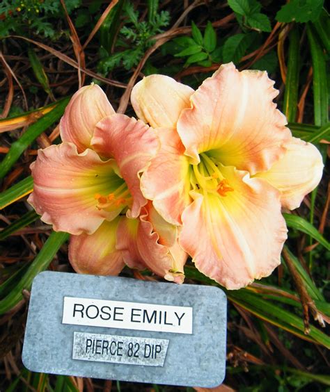 A Rose For Emily Overview 13