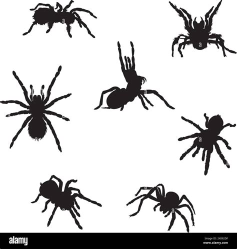 Spider Tarantula Various Images Vector Black Silhouette Stock