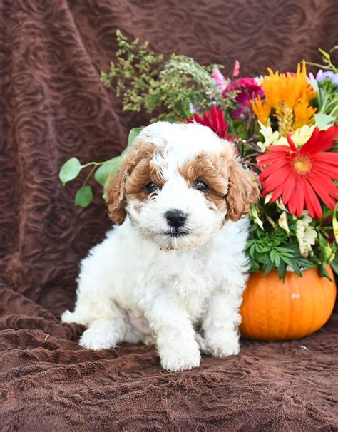 Pumpkin Cavapoo Puppy For Sale In Christiana Pa Lancaster Puppies