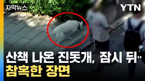 자막뉴스 갑자기 수풀로 달려들더니진돗개 무자비한 공격 Ytn Youtube