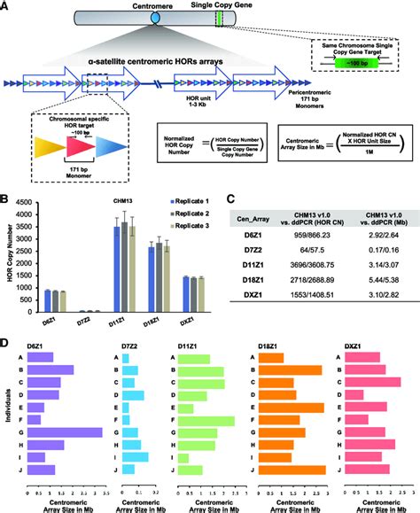 Profiling Of Centromeric Arrays By DdPCR A A Schematic Overview Is