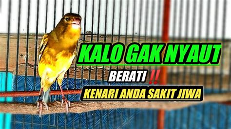 Kenari Gacor Jenis Apapun Kenarinya Di Jamin Emosi Dengan Burung Ini