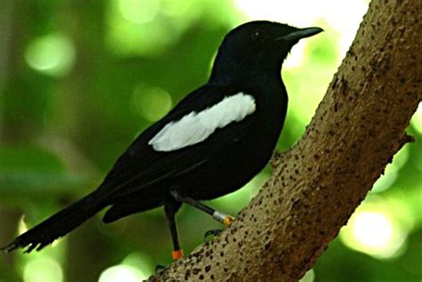 Burung Kacer Sudah Langka Di Aceh Barat