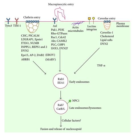 Schematic Representation Of Cellular Endocytic Pathways And Factors