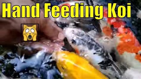 How To Hand Feed Your Koi Video Proven 2018 YouTube