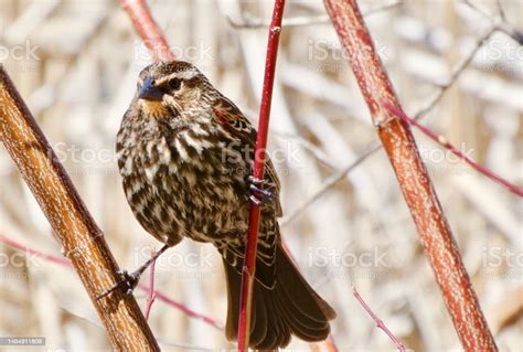 Redwing Blackbird Female Stock Photo - Download Image Now - Animal Wing ...