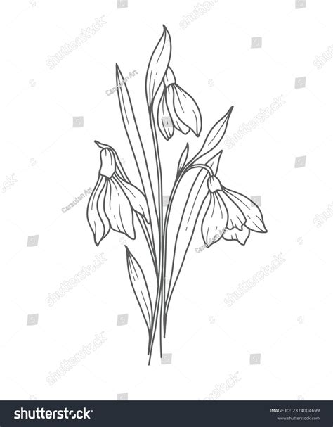 Snowdrops Line Art Snowdrops Flower Outline Stock Vector Royalty Free