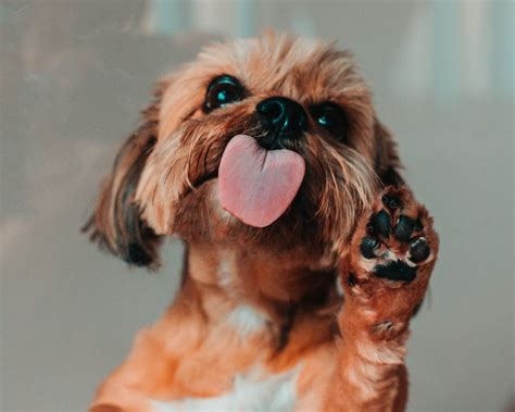 Trupanion grows paw print with Smart Paws acquisition