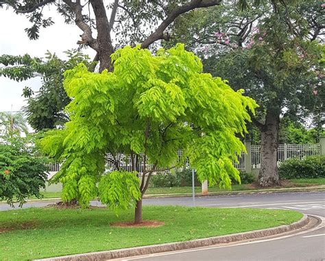 cinamomo melia azedarach