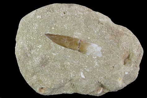 2 2 Fossil Plesiosaur Zarafasaura Tooth In Matrix Morocco 95106 For Sale