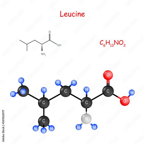 Leucine Chemical Structural Formula And Model Of Molecule Stock Vector