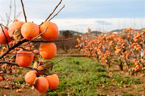 Amazon Japanese Persimmon Tree Seeds Diospyros Kaki Fruit