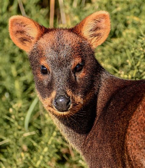 Pudú hembra Pudu puda chileandeer pudú pudu chiloetodoelaño