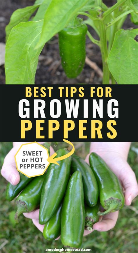 Successfully Growing Peppers Expert Tips