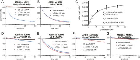 Deubiquitinating Enzyme Amino Acid Profiling Reveals A Class Of