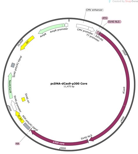 Pcdna Dcas9 P300 Core Sequence And Map