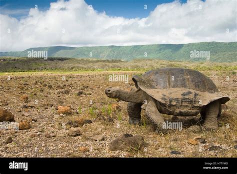 Volcan Alcedo Giant Tortoise Chelonoidis Nigra Vandenburghi Alcedo