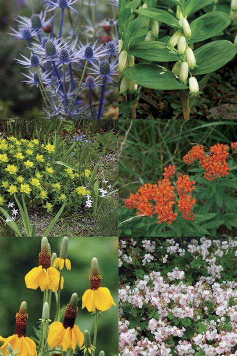 Plants That Can Weather Winter’s Worst - Fine Gardening