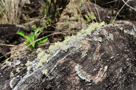 Usnea Sp Growing On Stone In The Woods Stock Photo Image Of Wildlife