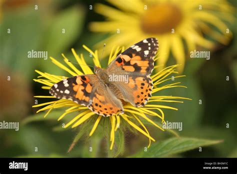 La Belle Dame Vanessa Cardui Papillon Sur Swordleaf Nain Inula Inula