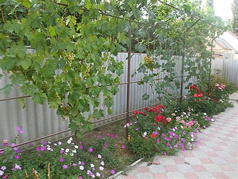 Опора для винограда своими руками: каркасы, стойки и подпорки