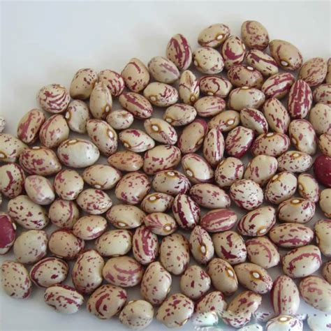 buy dried speckled butter beans