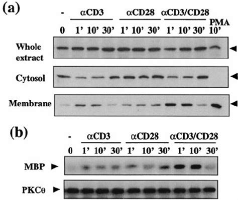 CD28 Costimulation Enhances Membrane Translocation And In Situ