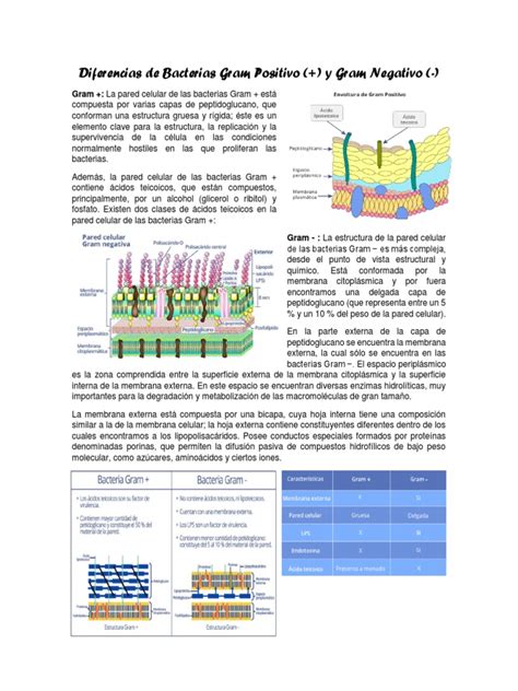 Diferencias De Bacterias Gram Positivo Y Gram Negativo Pdf