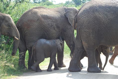 Namibia Botswana Victoria Falls And Capetown Voyages Carole Gobeil