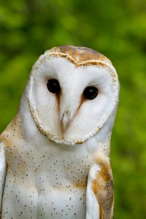 Barn owl | Barn owl, Owl pictures, Owl