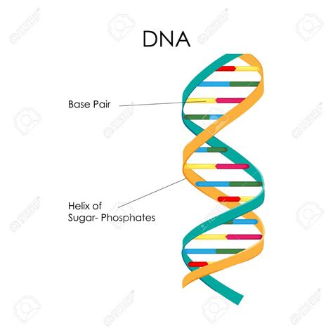 Dna Structure Drawing | Free download on ClipArtMag