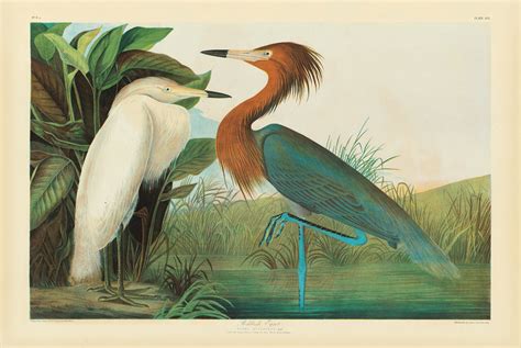 Audubon On Display in Republished 'Birds of America' - Newsweek