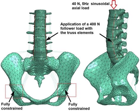 Biomechanical Responses Of The Human Lumbar Spine To Vertical Whole