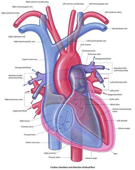 Pictures Of Brachiocephalic VeinHealthiack