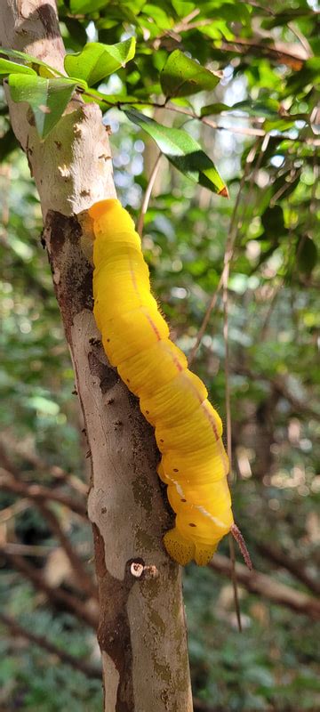 Cocytius antaeus - SPHINGIDAE OF THE UNITED STATES OF AMERICA