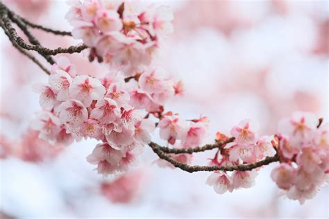 Fondos De Pantalla Hd Flores De Cerezo Fondo De Pantalla Pc Hd