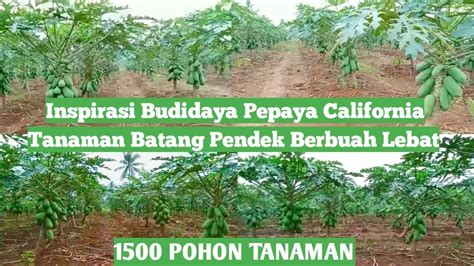 Inspirasi Budidaya Pepaya California Tanaman Batang Pendek Berbuah