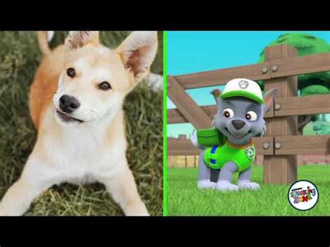 Descubre La Raza De Perro De Zuma De Paw Patrol Todos Los Secretos