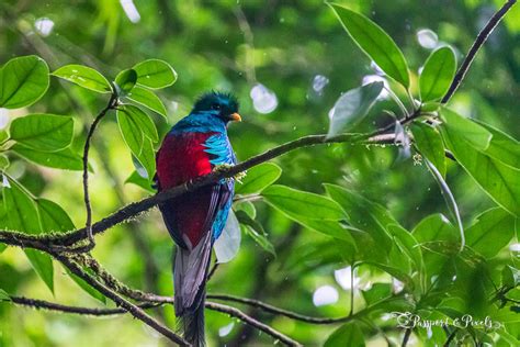 Seeing The Resplendent Quetzal Bird In Guatemala