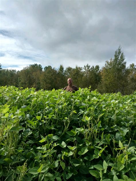 Anyone interested in trying forage soybeans in 2017? - Food Plots and ...