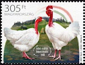 Stamp White Transylvanian Naked Neck Chicken Hungary Indigenous