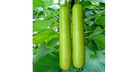 Buy Bottle Gourd F1 Hybrid Rama Seeds Online India At