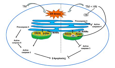 Schematic Representation Of The Er Stress Induced By Tunicamycin