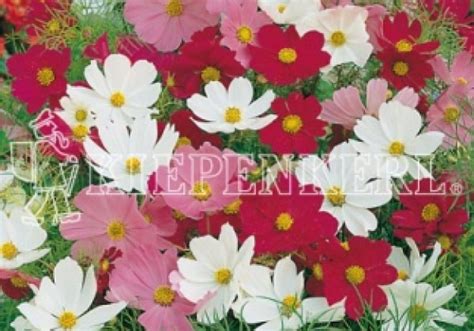 Cosmos Bipinnatus Sensation Mix Sēklas Onavalv